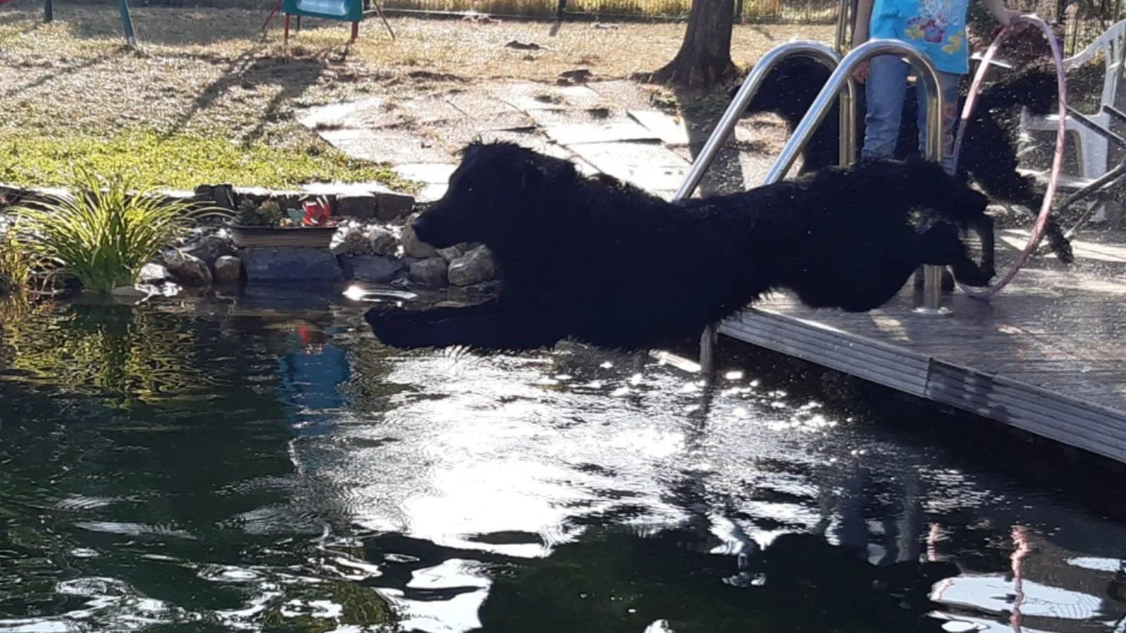 Tierveerbunden-arbeiten - Tierkommunikation, Hypnose Coaching, TCM Akupunktur , Effektive Hofmag Behandlung - Pferd schwimmen