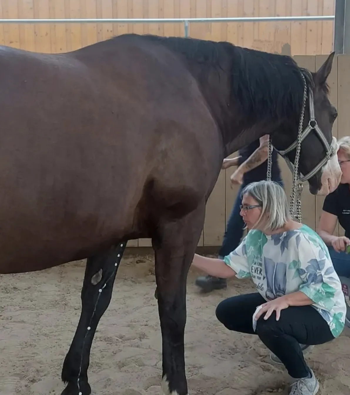 Tierveerbunden-arbeiten - Tierkommunikation, Hypnose Coaching, TCM Akupunktur , Effektive Hofmag Behandlung - Pferdeakupunktur